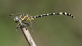 Antipodogomphus proselythus male-2